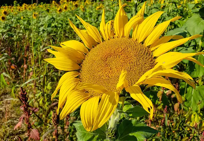 ev.Sunflower