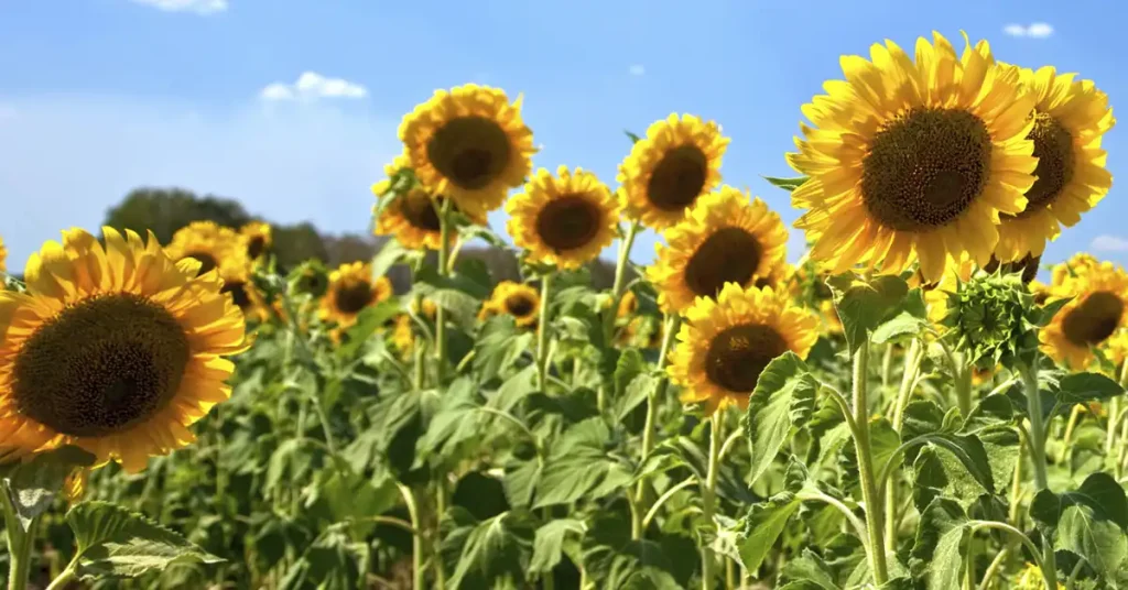 Saturday-Sunday, September 28-29
Sunflowers and wildflowers galore!