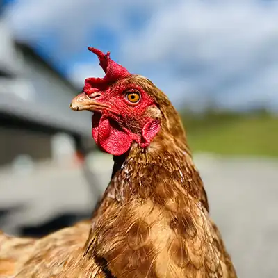 home.Chicken