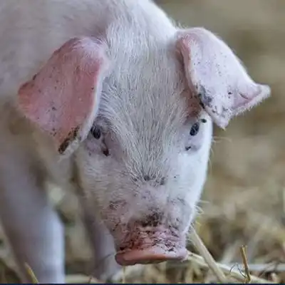 homePig