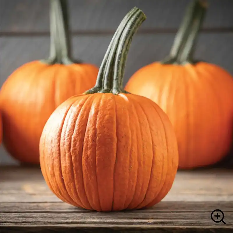 Pumpkins - Jackson Family Farm