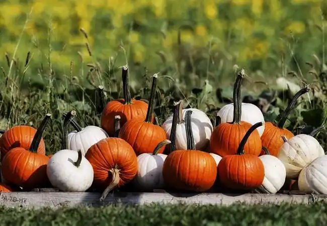 pumpkinBlock