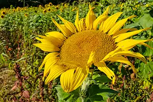 sunflower