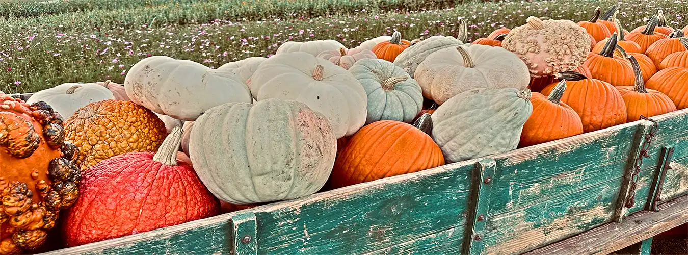 top.pumpkins