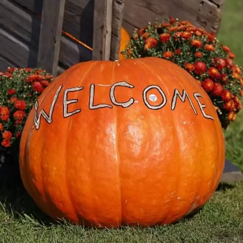 Pumpkins - Jackson Family Farm